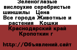 Зеленоглазые вислоухие серебристые шиншилы › Цена ­ 20 000 - Все города Животные и растения » Кошки   . Краснодарский край,Кропоткин г.
